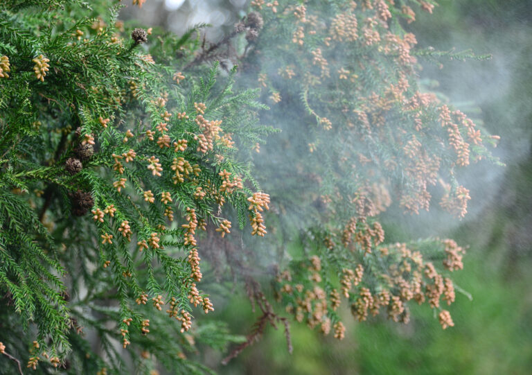 花粉